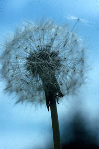 seed plant