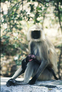 Langoor with baby